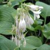 Hosta T-Rex #1 - Image 2